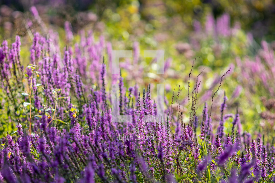 field of lavender 