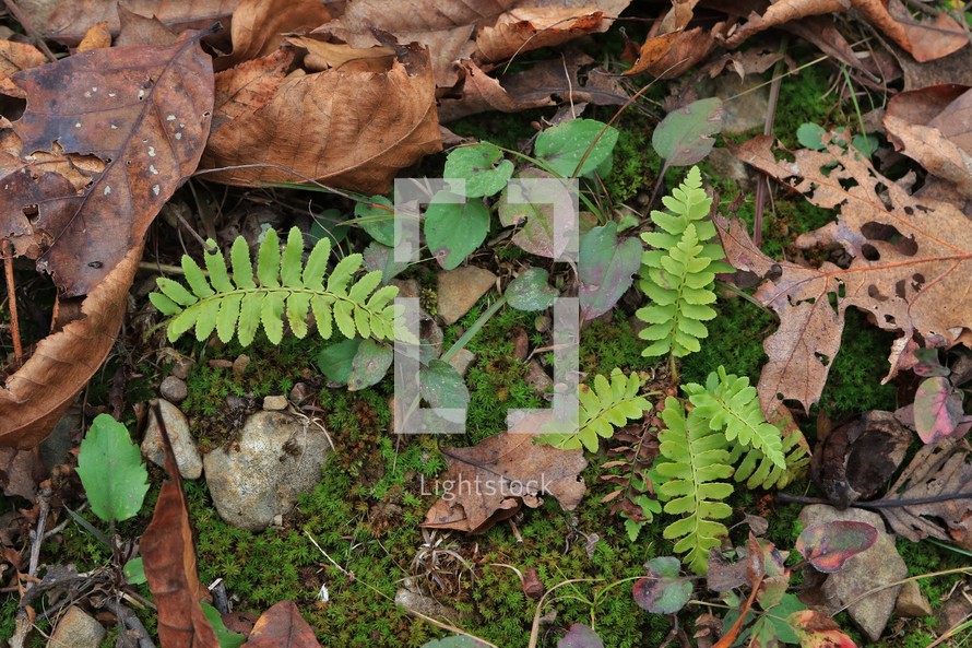 green ferns on the ground 