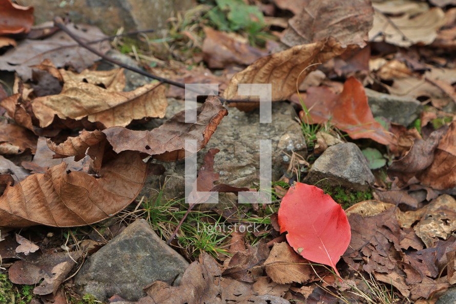 red fall leaf in a pile of brown leaves 