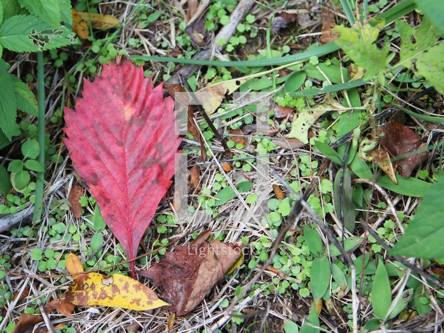 red leaf on the ground 