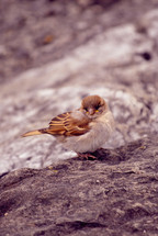 songbird on a rock 