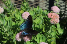 turquoise and black butterfly on flowers 
