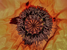 Inside Giant Papaver Poppy