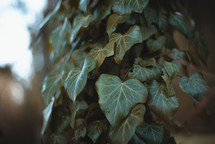 green ivy leaves 