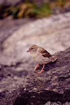 bird on a rock 