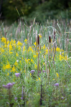 cattails and goldenrods