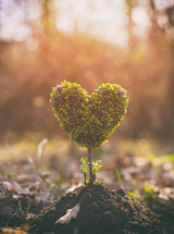 Little Heart Shaped tree. Earth day concept