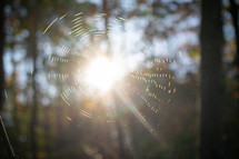 sunlight on a spider web 