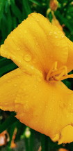 wet yellow flower 