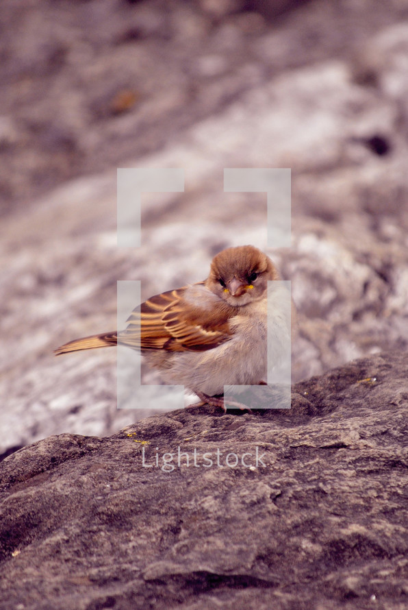 songbird on a rock 