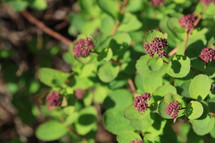 tiny purple berries and green leaves 