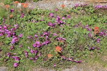 purple and red wildflowers