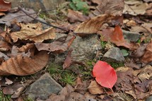 red fall leaf in a pile of brown leaves 