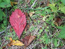 red leaf on the ground 