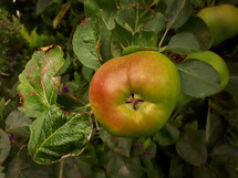 Large Ripe Apple on a Tree