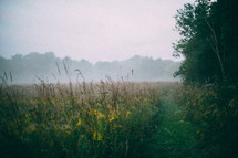 tall grasses in a foggy field 