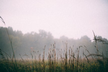 tall grasses in a foggy meadow 