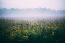 fog over a field of wildflowers 
