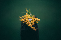 engagement ring on flowers 