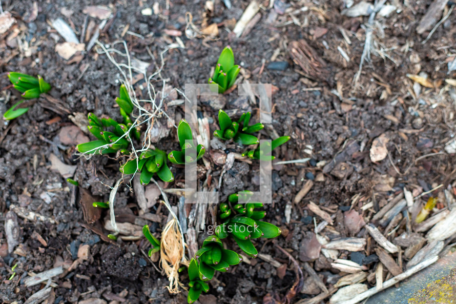 sprouts in mulch