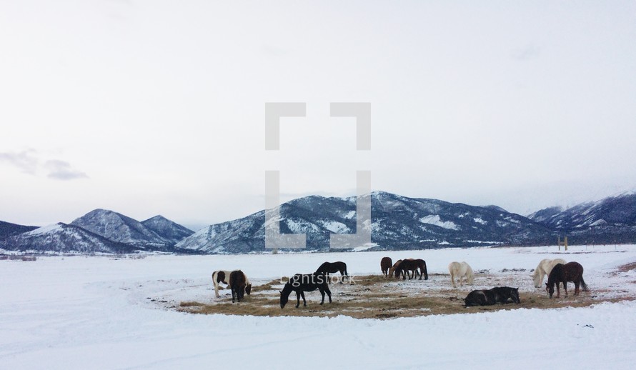 grazing horses in a snowy pasture 