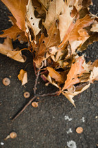 fall leaves on acorn tops on pavement 