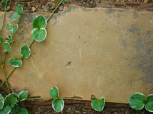 ivy on stone paver 
