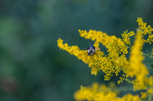closeup of bumblebee resting on yellow flower