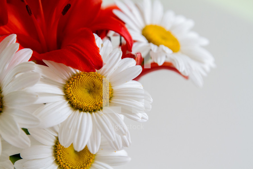 red lilies and white daisies 