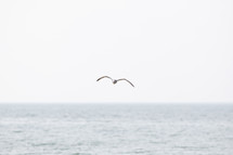 seagull flying above horizon line