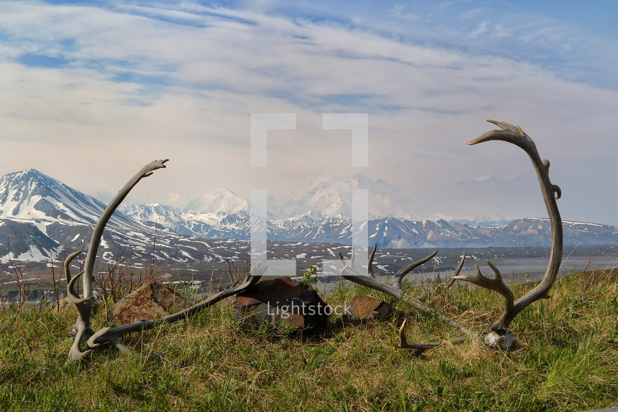 antlers left in a meadow 