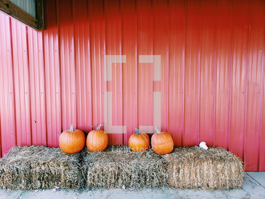 pumpkins on hay bales in front of a red barn 