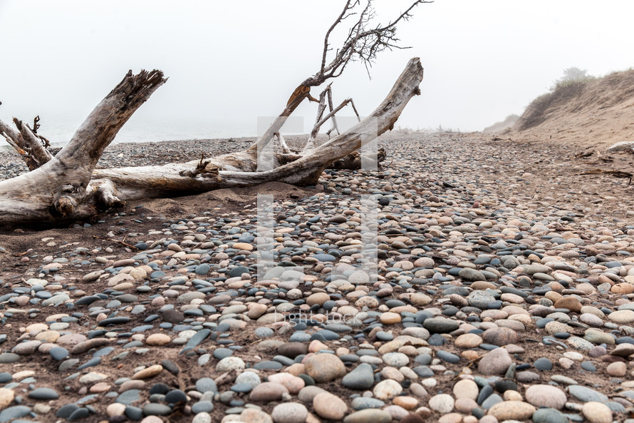 driftwood on a beach full of stones 
