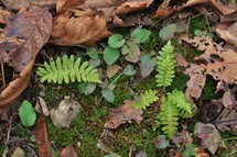 green ferns on the ground 