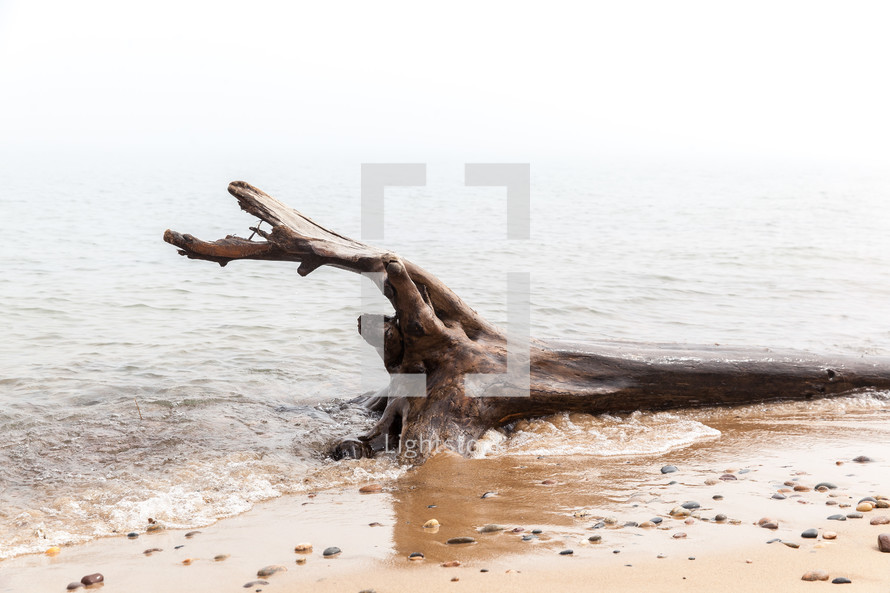 surf flowing over driftwood on a beach 