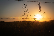 tall grasses at sunset against a barb wire fence 