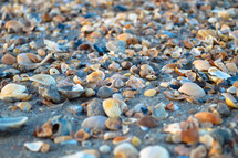 seashells on a beach 