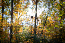out of focus fall background 