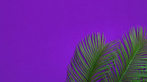 palm fronds on a purple background 