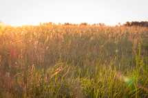 summer field at sunset 