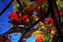 red and green oak leaves in fall 