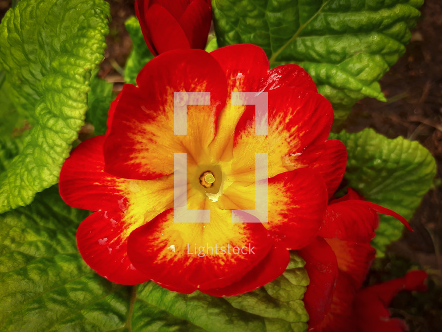 Red and Yellow Primrose Flower