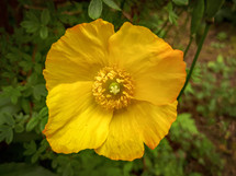 Yellow Poppy Close-up