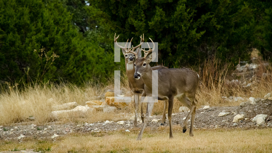 two deer bucks