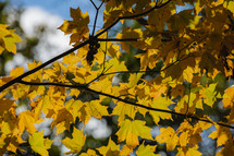 golden autumn leaves 