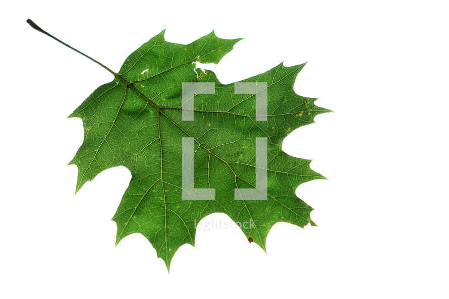 green oak leaf 