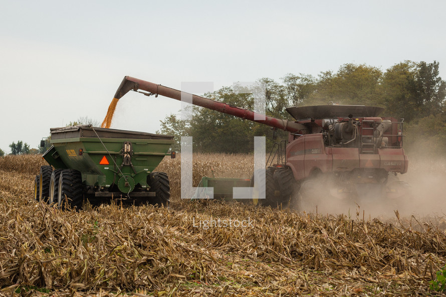 tractor harvesting corn in a field 