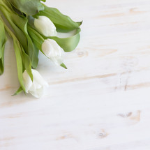 white tulips on a white wood background 