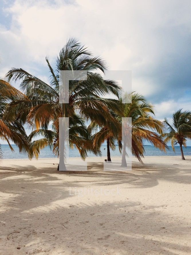 palm trees on a tropical beach 