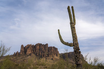 A cactus stretches in the desert.